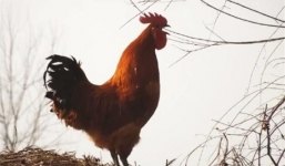 Làm sao gà trống biết được thời gian và luôn gáy đúng giờ? Sự thật mới được bật mí 10 năm trước