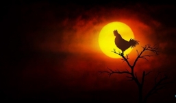 Người xưa đúc kết: Nếu trong nhà có 4 tiếng kêu này, tai họa chắc chắn sẽ đến