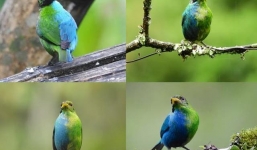 Lần thứ 2 chụp được con chim nửa trống, nửa mái cực hiếm trong tự nhiên, giới khoa học sững sờ