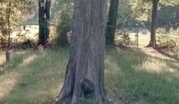 Nổi da gà khi thấy cái bóng kỳ dị ẩn nấp trong nghĩa trang lúc dùng Google Maps