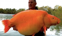 Bắt được 'thủy quái' màu vàng cam, nặng bằng em bé 10 tuổi, ngư dân có hành động ấn tượng