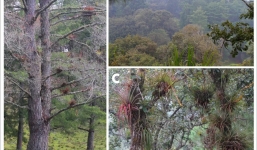 Nằm bờ ngủ bụi 350 giờ, phát hiện sinh vật giông 'cá sấu' sống rúc ráy trên những tán cây cao