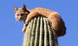 Trốn sư tử, linh miêu leo tót lên ngọn xương rồng cao 12m, ngồi chễm chệ nhìn kẻ thù bất lực