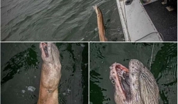 Rùng mình câu được thủy quái khổng lồ với đôi mắt trợn trừng, miệng rộng như hang và hàm răng sắc nhọn