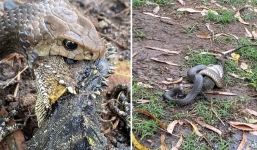 Cận cảnh rắn độc say mồi, bị 'tác động vật lý' vẫn khư khư ngậm đồ ăn trong miệng