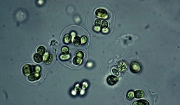 Giải mã bí ẩn 1,75 tỷ năm về quá trình hình thành sự sống trên Trái đất nhờ tàn dư vi khuẩn