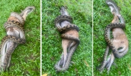 Nuốt chửng được nửa con chuột túi, trăn bụi mắc nghẹn đành làm ngay một việc để giữ mạng