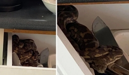 Mở ngăn kéo tủ bếp, người đàn ông giật bắn thấy trăn thảm khổng lồ nằm thù lù bên trong, vội lao ra cầu cứu vợ