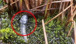 Tá hỏa vì sinh vật lạ trồi lên từ chậu cây cảnh, đang chuẩn bị gọi cứu viện thì gặp 'cú twist' bất ngờ