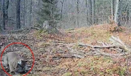 Bắt quả tang sinh vật tuyệt chủng từ những năm 1900  đang rình mồi, thợ săn ớn lạnh