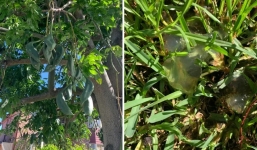 Sau mưa, cây trong vườn rớt 'cục bầy nhầy' giống như sứa biển, chủ nhà hoang mang cầu cứu