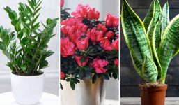 6 loài hoa “thích uống giấm”, 2 tuần một lần lá xanh tươi, hoa nhiều, càng tưới càng đẹp