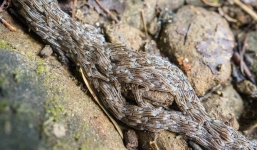 Bí ẩn hàng nghìn ấu trùng lúc nhúc, xếp thành con rắn trườn dài đã được giải mã