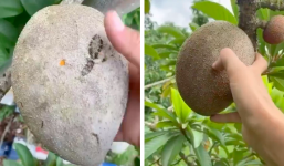 Khoe thu hoạch hồng xiêm 'siêu to khổng lồ', cô gái khiến netizen trầm trồ khi thấy ruột bên trong