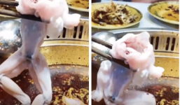 Dân mạng phẫn nộ hành động hành hạ con ếch khi ăn lẩu