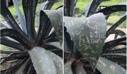 Phẫn nộ cảnh quan Đà Lạt bị khắc chằng chịt tên bởi những du khách thiếu ý thức 