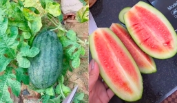 Ăn dưa vứt hạt rồi chờ mọc thành cây, cô gái 'câm nín' khi nhìn vào thành quả
