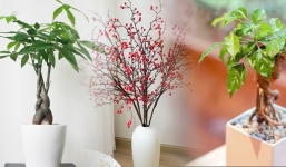 3 loại cây phong thủy nên để trong nhà năm 2023 để tài lộc hanh thông, phúc khí ngập đầy 
