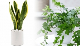 Chuyên gia phong thủy chỉ ra nguyên tắc đặt cây trong phòng ngủ để tránh vận xui 