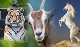 Thời tới muốn cản cũng khó: 3 con giáp này sự nghiệp và tình duyên đều lên hương