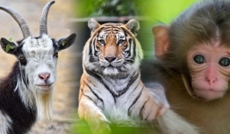 Được Thần Phật nâng đỡ: 3 con giáp này tài lộc dồi dào, ngồi đếm tiền mỏi tay 