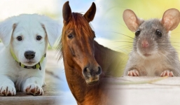 Được quý nhân nâng đỡ, 3 con giáp này 'chuột sa chĩnh gạo' chuyển mình giàu sang phú quý