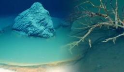 Vén màn bí ẩn về 'hồ tử thần' trong Biển Đỏ khiến nhiều sinh vật 'mất tích' khi ghé thăm