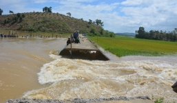 Vỡ đê 300 tỷ ở Đắk Lắk, trăm người dân dầm mình cứu hàng nghìn hecta lúa 
