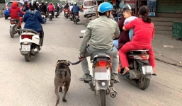 Vừa điều khiển xe máy, vừa dắt chó đi dạo sẽ bị xử phạt nặng tay 