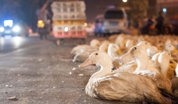 Trung Quốc cử 'binh đoàn' 10 vạn con vịt để dập dịch châu chấu ở phía Nam 