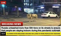 Thực hư tin đồn Nga thả 500 con sư tử để người dân ở nhà tránh dịch? 