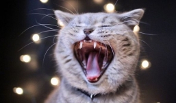 Quần thể mèo tại Vũ Hán dương tính với Covid-19