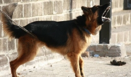 Bé trai 7 tuổi tử vong sau 2 tháng bị chó cắn