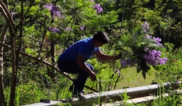 Triệu tập người đàn ông bẻ hoa phượng tím ở Đà Lạt gây phẫn nộ