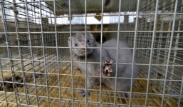 Thêm một phát hiện về nguồn lây nhiễm Covid-19 từ động vật 