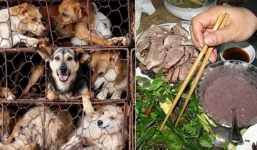 Liên minh bảo vệ chó châu Á đề nghị Việt Nam cấm giết mổ và tiêu thụ thịt chó, mèo