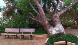 Thêm một cây phượng cổ thụ bật gốc trong sân trường tại Đồng Nai