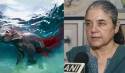 Dân Ấn Độ thanh minh: 'Voi tự ăn dứa phát nổ, chúng tôi chỉ bảo vệ đất đai và mùa màng'