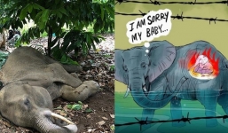 Họa sĩ khắp thế giới vẽ lại nỗi đau tột cùng của chú voi mang thai ăn phải quả dứa phát nổ