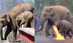 Mẹ con nhà voi vào làng xin thức ăn, người dân tiếp đãi bằng gạch đá và những quả cầu lửa