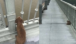 Chú chó ngồi đợi 4 ngày sau khi người chủ nhảy cầu tự tử 