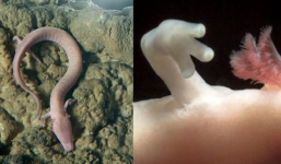 Bí mật về loài 'rồng con' cực hiếm xuất hiện ở hang động Slovenia