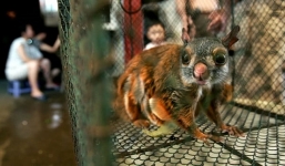 Việt Nam thu thập được sáu loại virus corona trên động vật hoang dã