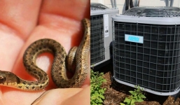 Kiểm tra điều hòa, gia đình hoảng hốt trước cảnh 40 con rắn đang làm tổ bên trong 