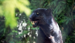 Xôn xao thông tin xuất hiện 2 con báo đen ở khu dân cư tại Đồng Nai