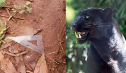 Thông tin mới nhất về nghi vấn hai con báo đen xuất hiện tại khu dân cư