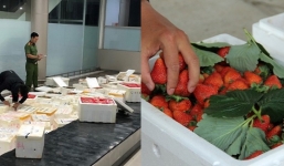 3,5 tấn dâu tây từ Trung Quốc tuồn vào Đà Lạt, 'phù phép' bán 500.000/ kg
