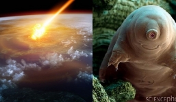 Loài sinh vật sống dai hơn cả gián, chỉ khi mặt trời nổ tung mới khiến chúng tuyệt chủng