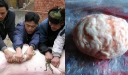 Mổ lợn 150 cân mừng hội làng, người đàn ông ngỡ ngàng vì bảo vật gần 2 tỷ trong bụng lợn