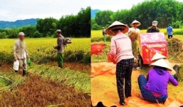 Gia đình hai vợ chồng đi cách ly tập trung, cả làng xúm lại đội mưa gặt lúa giúp 